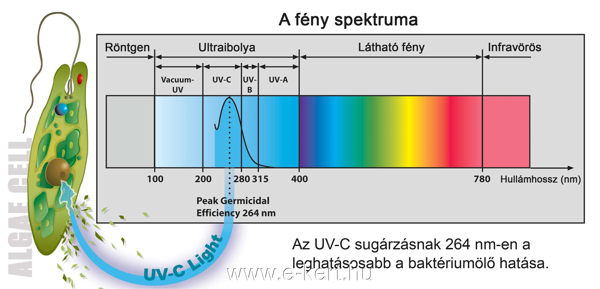 Víztisztító UVC lámpa medencéhez - 3. kép